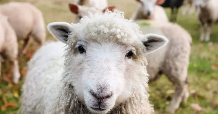 I OVO JE BIH: Ukradene ovce u vrijednosti 6.000 KM