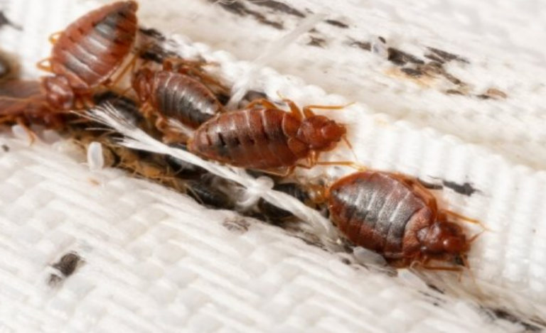 Evropa pod opsadom stjenica, sada su stigle i u BiH, stručnjaci upozoravaju: Opasne su i štetne!