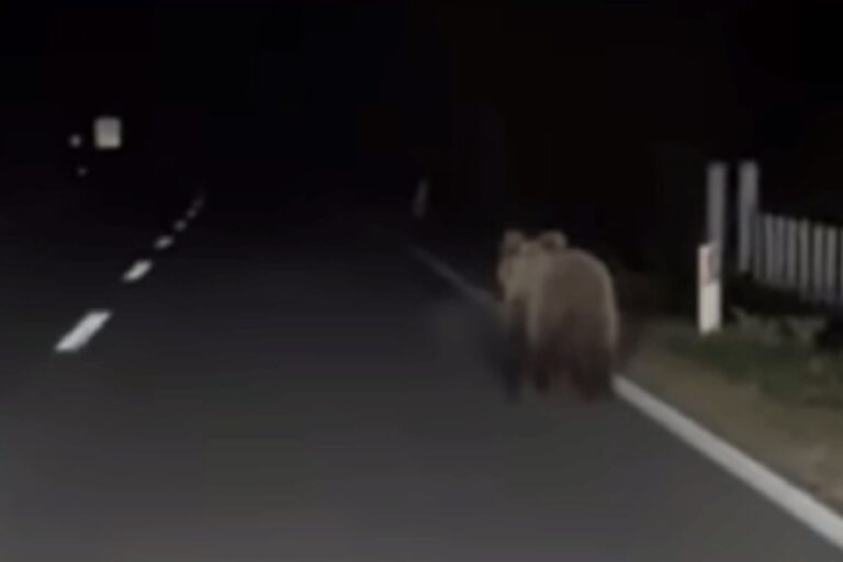 ZASTRAŠUJUĆI PRIZOR: Medvjed prošetao magistralom