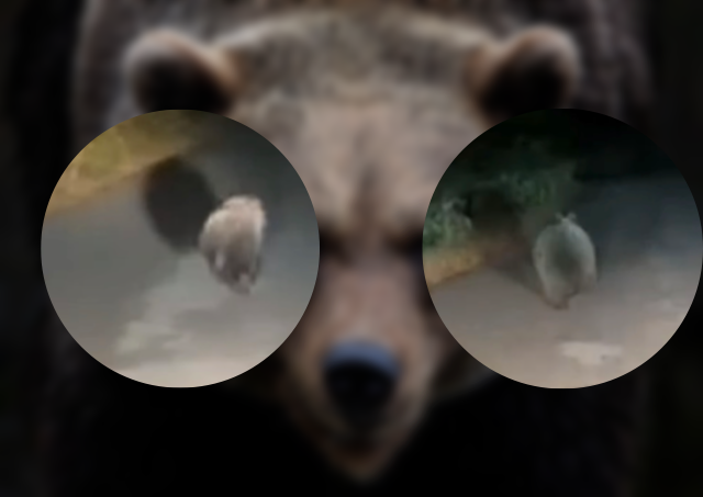 OPREZ: Medvjed snimljen kod Zenice (VIDEO)