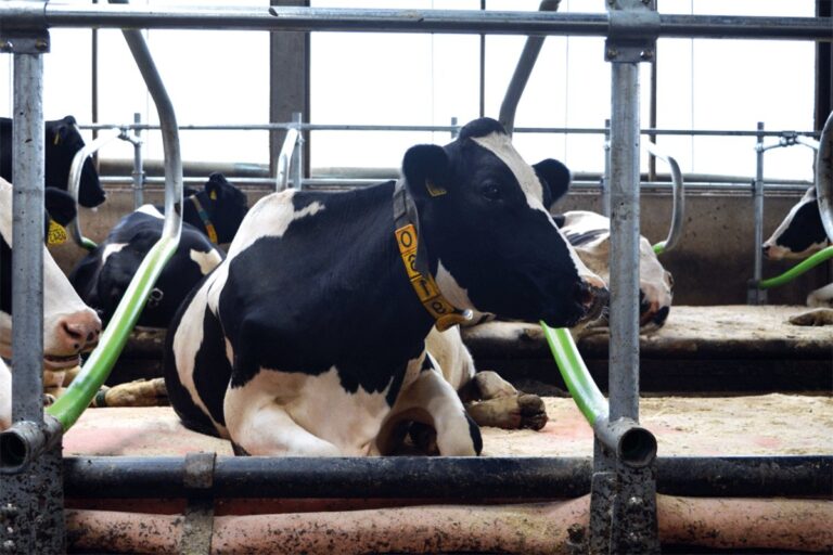 Farma u BiH: Krave na dušecima, roboti za mužu