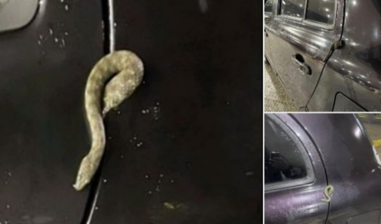 Slučaj u BiH: Poskok se uvukao u automobil… Vatrogasci morali intervenisati, uklonili opasnu otrovnicu iz vrata Nissana