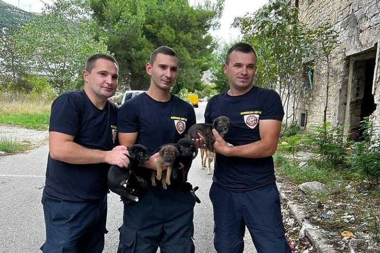 Mostarski vatrogasci spasili četiri psića koja su bila zaglavljena u kanalu