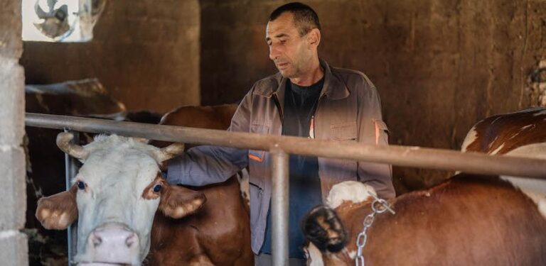 Farmer Ibrahim Mulaomerović primjer je da se od mljekarstva može lijepo živjeti