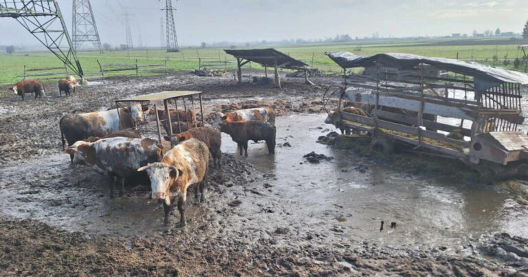 Oduzeli mu 24 krave jer su bile blatnjave