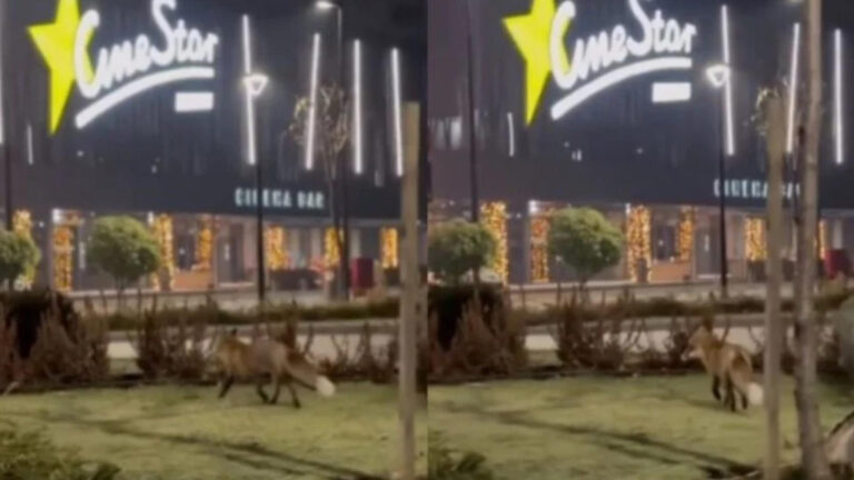 Lisica snimljena kod tržnog centra u Sarajevu (VIDEO)