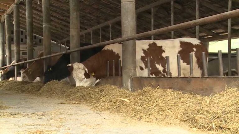 Krave na jednoj bh. farmi imaju GPS i elektronski zdravstveni karton: Ako su gladne, žedne, bolesne ili se izgube, one će to javiti same