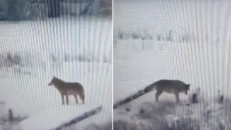 Mještani uznemireni: Vukovi snimljeni u bh. naselju