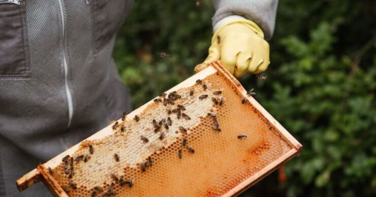 Po ovome se pravi med razlikuje od lažnog: Pčelari otkrili kako prepoznati vještački šećerni sirup