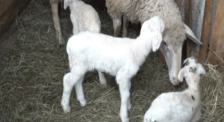 VIJEST OBRADOVALA POLJOPRIVREDNIKA IZ BIH: Ovca ojagnjila četiri jagnjeta