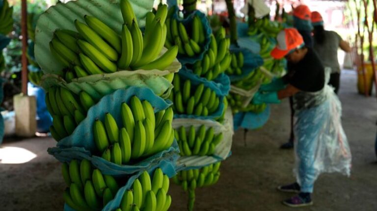 Pronađeno 2,6 tona kokaina: Bio skriven u paketima banana, spominje se balkanski kartel