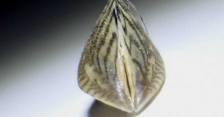 U dolini Neretve pronađena neobična školjka: Njeno otkriće ovdje ne donosi dobre vijesti