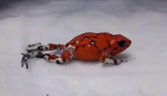 Žena sakrila 130 otrovnih žaba u kofer: “Bile su pod stresom“