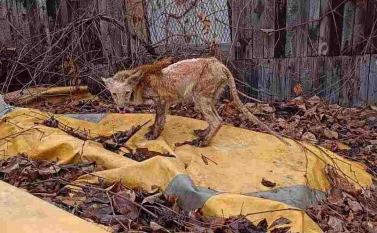 Detalji o misterioznoj životinji: ‘Pokušavamo da je ulovimo, njeno stanje je poznato’