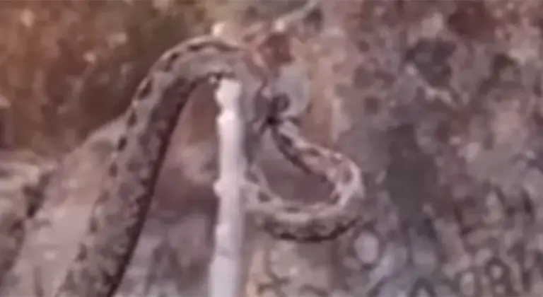 Invazija zmija otrovnica usred zime na popularnoj planini