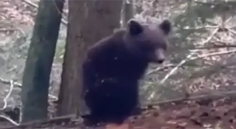 PRIZOR SNIMLJEN U BIH: Medvjed trči šumom i ne mari za lovce