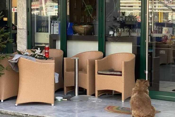 Tužan prizor ispred mjesta Amrinog ubistva: Prazna stolica, cvijeće i njen pas
