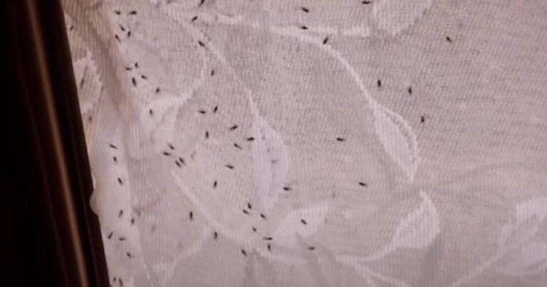 Pojavio se novi insekt: Liči na komarca, a prenosi ozbiljne bolesti