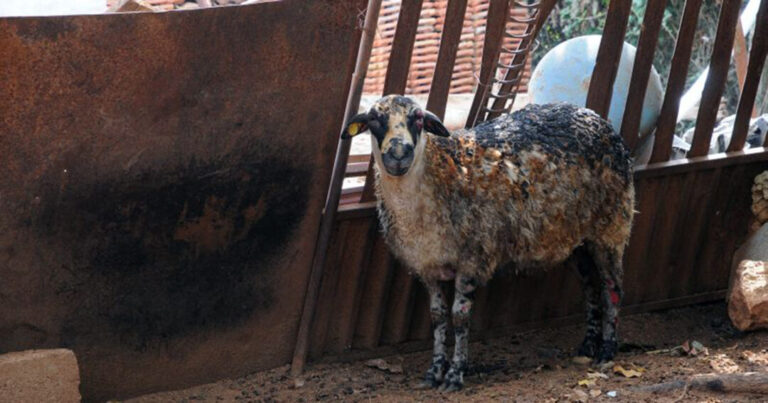 Zapalio štalu u kojoj je bilo sedam ovaca, sve su stradale. Uhapšen je