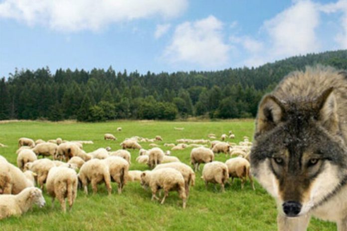Vuk napao stado ovaca: Medvjedi dodatna prijetnja