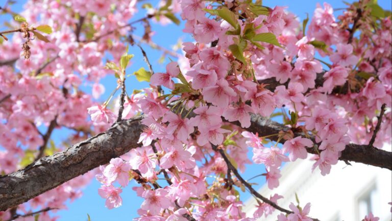 Danas je prvi dan proljeća