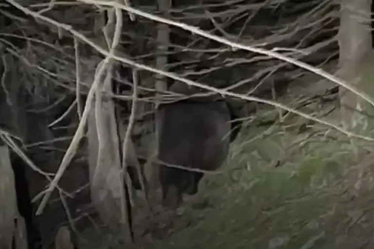 Žena umrla nakon što ju je proganjao medvjed