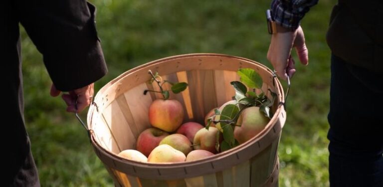 Zeleno svjetlo za izvoz sadnica jabuka na tržište EUZeleno svjetlo za izvoz sadnica jabuka na tržište EU