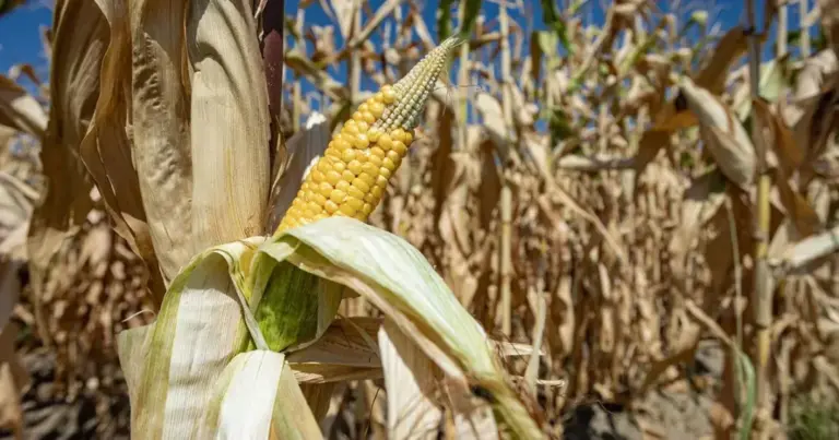 Češka će predložiti zabranu uvoza ruskog i bjeloruskog žita u EU: “Nije im mjesto u Evropi”