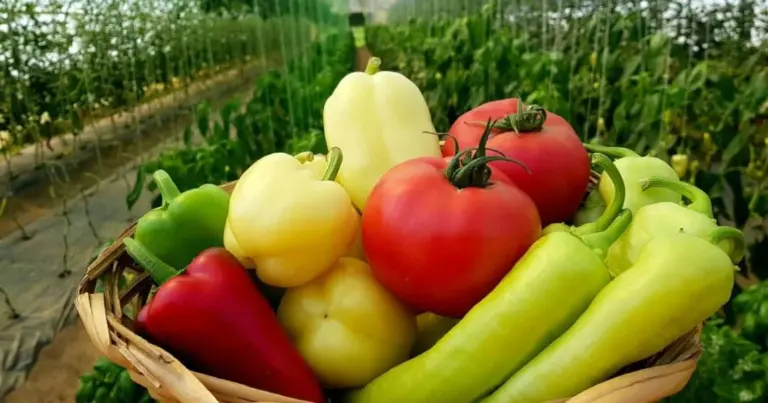 Vrijednost izvoza organskih proizvoda iz BiH premašila osam miliona eura