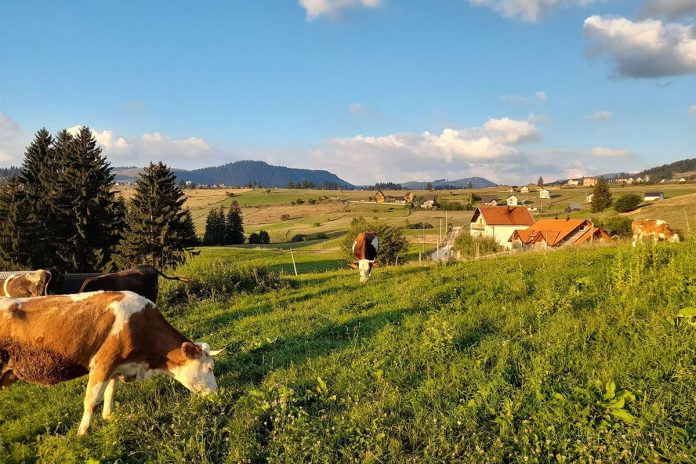 Nije znala ni kravu musti: Kasnije od sira zaradila penziju