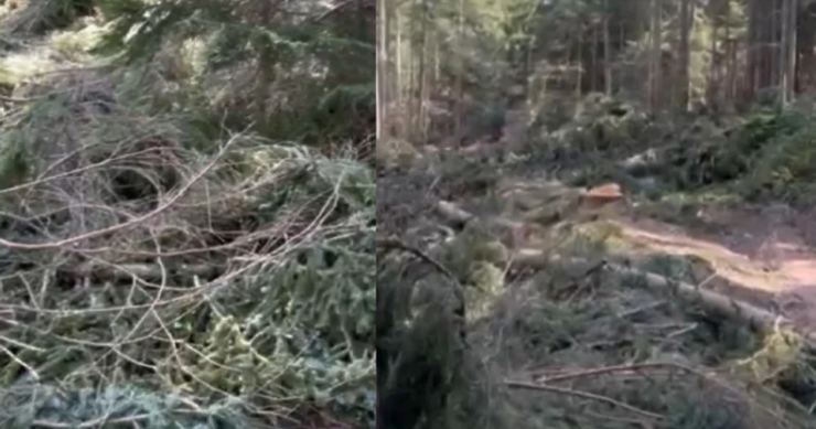 Na Trebeviću devastirana planinarska staza, drvosječe krče šumu i iza sebe ostavljaju haos