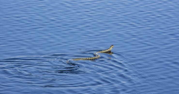 Zmija ugrizla ženu dok se kupala u moru