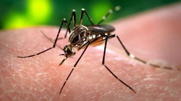 Na Jadranu napadaju ogromni komarci, stručnjak sumnja na atipičnu vrstu: “Ne zuje, a ostavljaju bolne plikove”
