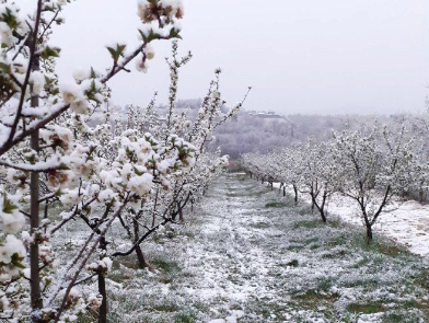 Nagli pad temperature i snježne padavine zabrinule poljoprivrednike u BiH