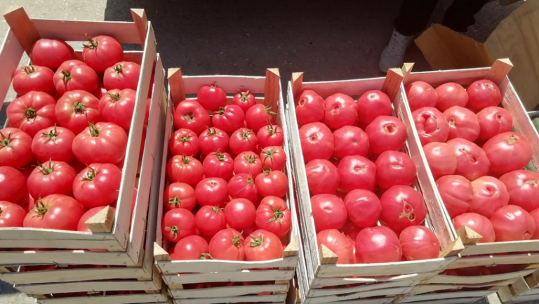 Poljoprivrednici predlažu zabranu uvoza paradajza u BiH: “Ne može se prodavati po 1 KM”