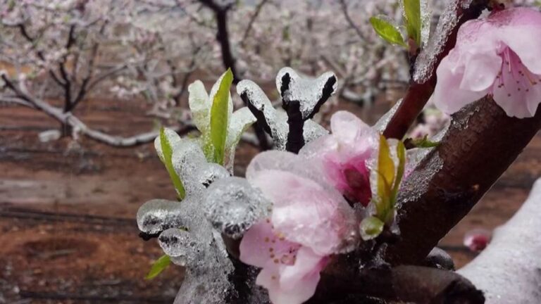 Poljoprivrednici u cijeloj BiH na mukama: Mraz uništio usjeve, štete ogromne