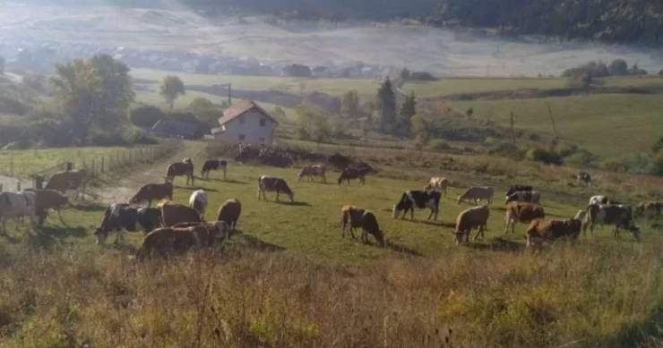 Farma na obroncima Vlašića! Ragib živi sa ženom, sinovima i 6 unučadi: Jedino do moje kuće nije asfaltiran put