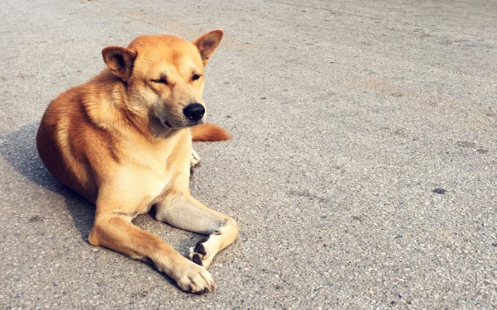 Osuđen Bosanac koji je pretukao psa: “Samo sam ga pljesnuo”