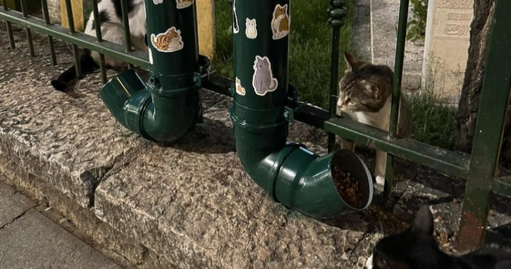 Mačke oko harema džamije Ferhadija više ne jedu na ulici: Dosjetljivi građani pronašli rješenje