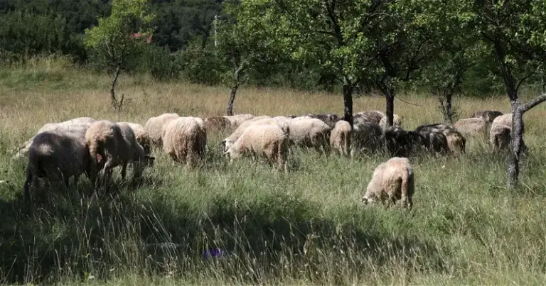 Donacija za bosanski kurban 490 KM, za kurban iz Mekke i Australije niža cijena