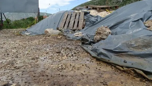 Kako je prosuti šećer postao važniji od masovnog pomora pčela