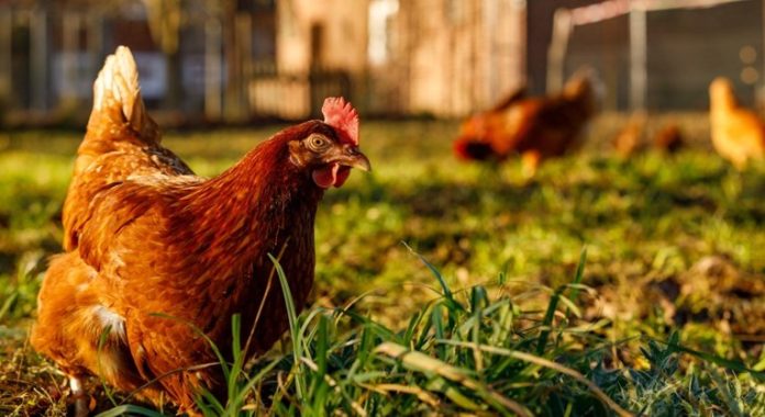 Upao komšiji u kokošinjac, ubio mu kokoš pa s njom udarao po ogradi, završio u pritvoru