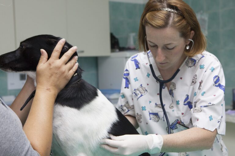 U bh. gradu se javila opasna zarazna bolest za pse: Može biti kobna i za ljude