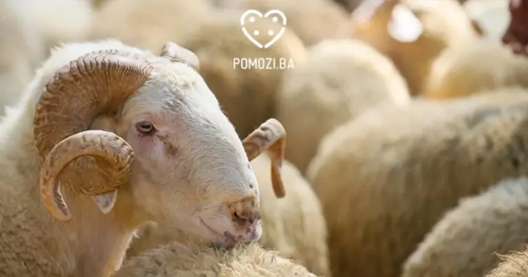 Udruženje Pomozi.ba počelo s projektom “Kurban 2024”, cijena kurbana 440 KM