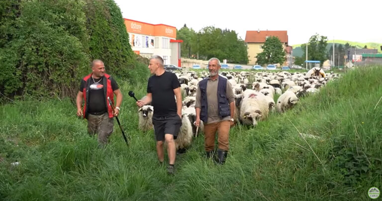 Posljednji nomadi iz Bosne, Eldin i njegovih 1200 ovaca putuju već danima
