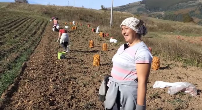 Ovo je najsloženije selo u BiH: jedni drugima sve pomažu, zajedno vade i krompir