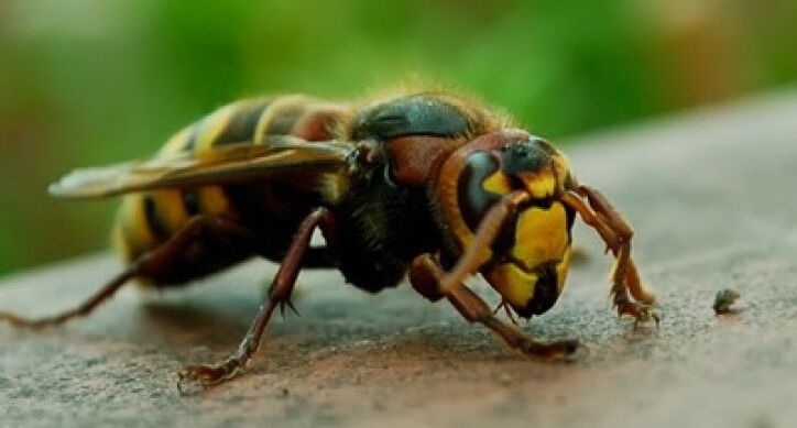 Ženu izujedao stršljen dok je skupljala veš na terasi