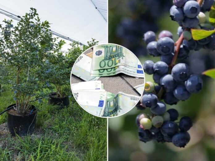 Muškarcu propao biznis, a mislio da je isplativ: Nikome ne preporučuje da sadi borovnicu