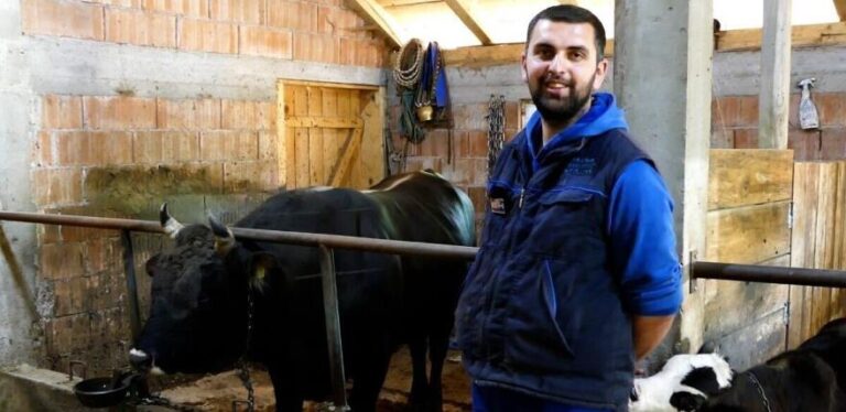 Goveda im omogućila lijep život: Lani proizveli 3,5 tone sira, a bikovi sve sami šampioni