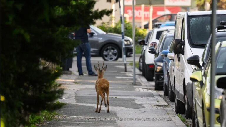 Srndać lutao ulicama Zagreba